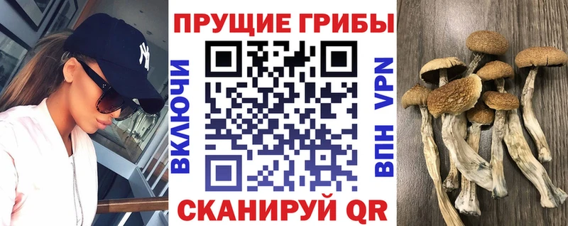 Псилоцибиновые грибы Psilocybine cubensis  mega зеркало  Урень 